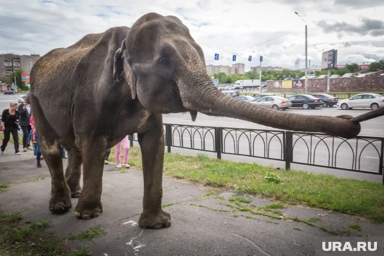 Зоозащитники уверены, что слонам не место в цирках и зоопарках