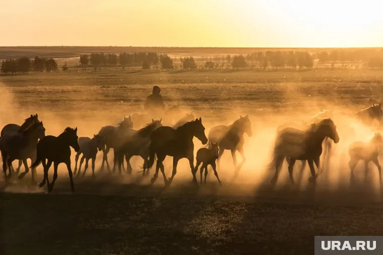 Когда-то на Аркаиме паслись табуны лошадей кочевников