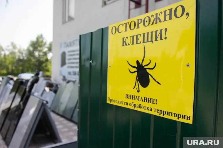 В 2020 году клещи стали чаще нападать на людей