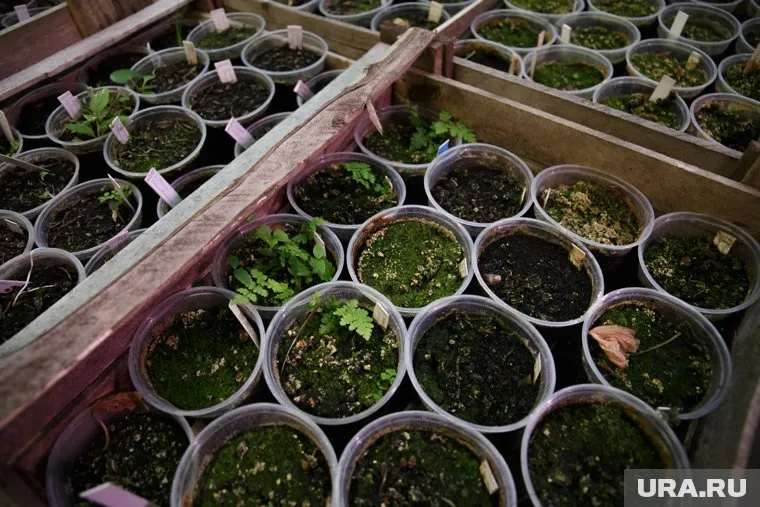 Курганцам рассказали, как выбрать качественные семена