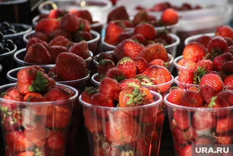 Продавцы уверяют, что ягоды были выращены в экологически чистых районах Киргизии