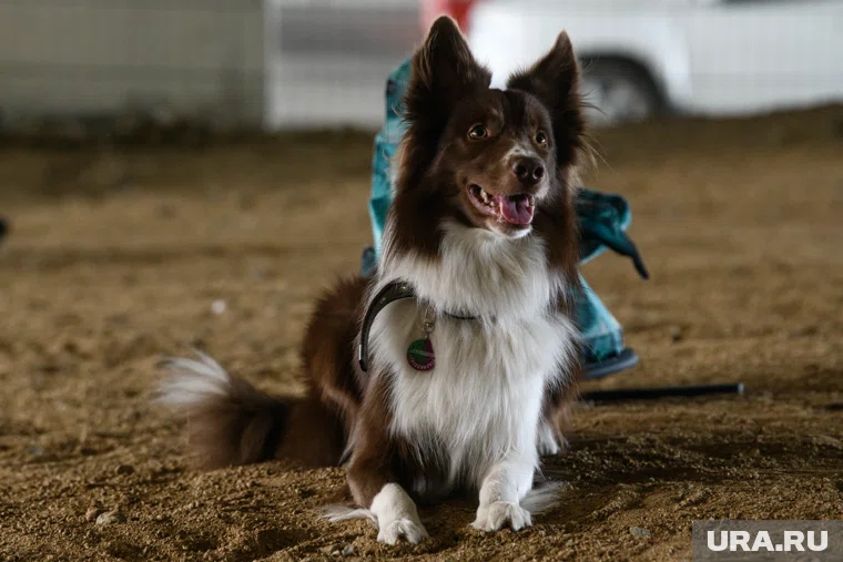 Задержан подозреваемый в краже более 20 собак