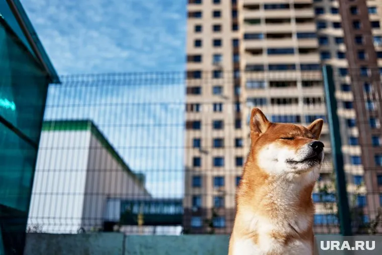 В топ-5 самых дог-френдли ЖК вошли три квартала из уральских городов