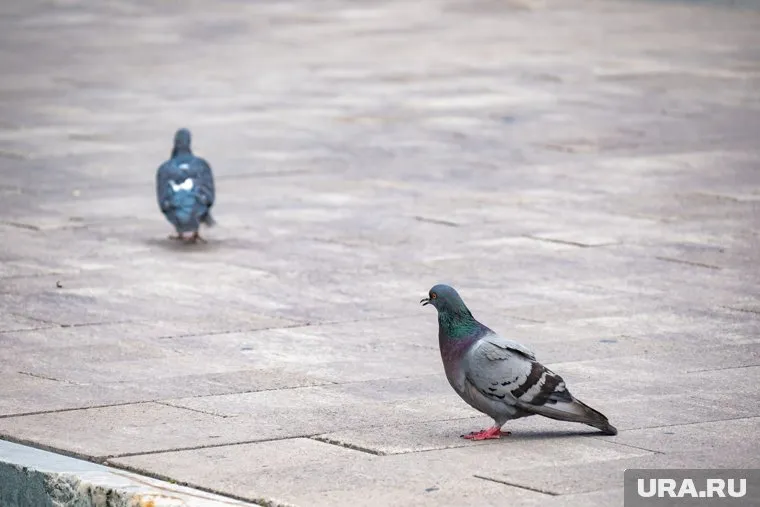 Голубь - синантропная птица и живет возле человека