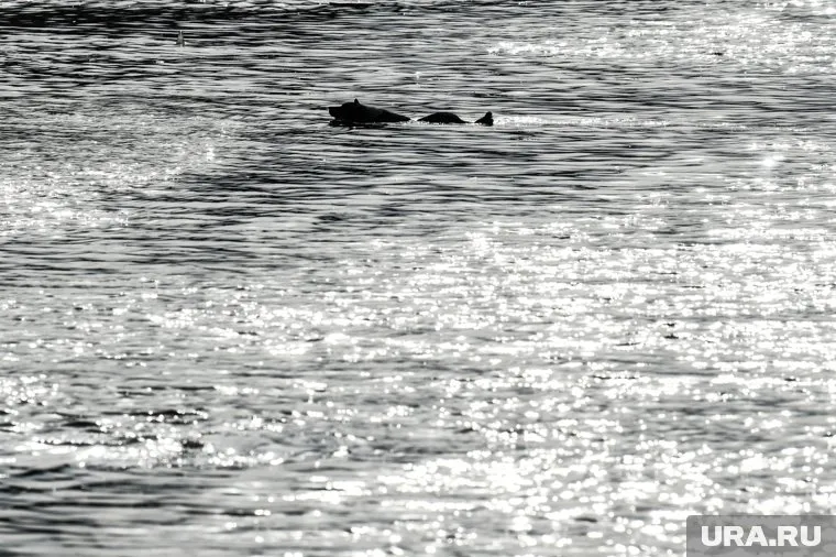 В результате продолжающихся дождей в Японии пропали без вести шесть человек