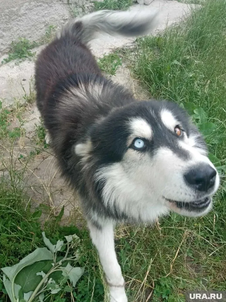 Семья не хочет бросать Юкки в опасности