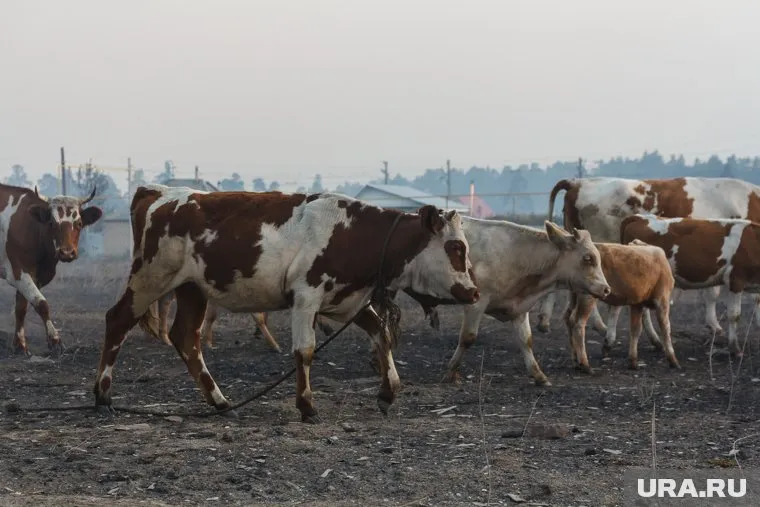 По словам фермера в районе орудует преступная группировка (фото из архива)
