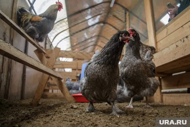 Профилактическая прививка от гриппа птиц является обязательной для птицеферм и подсобных хозяйств