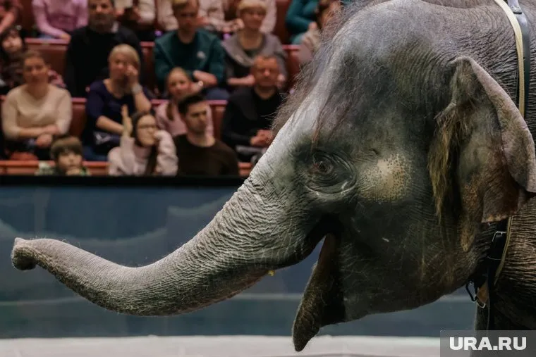 В Чите детям вручили билеты в цирк с надписью «Бедолага», пишет Mash
