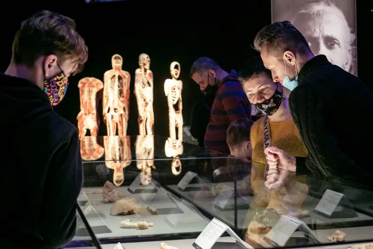 Анатомическая выставка «Мир Тела» Гюнтера фон Хагенса. Москва