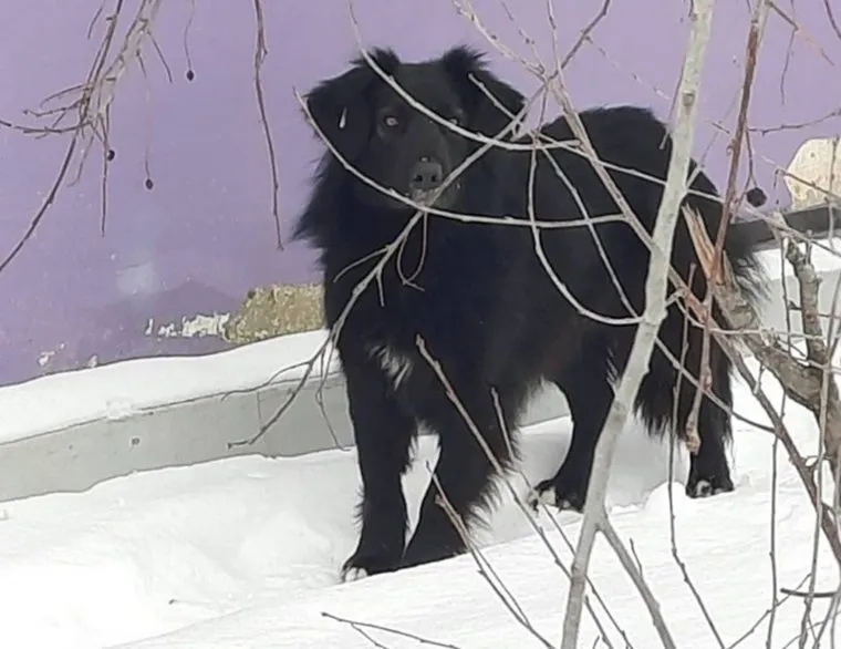 Собаки, Коркино Челябинской области