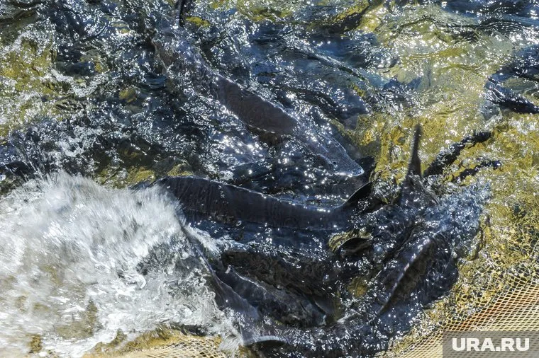 Полицейские Салехарда поймали местного жителя с выловленным осетром