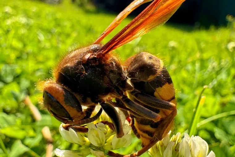 Насекомые. Курган