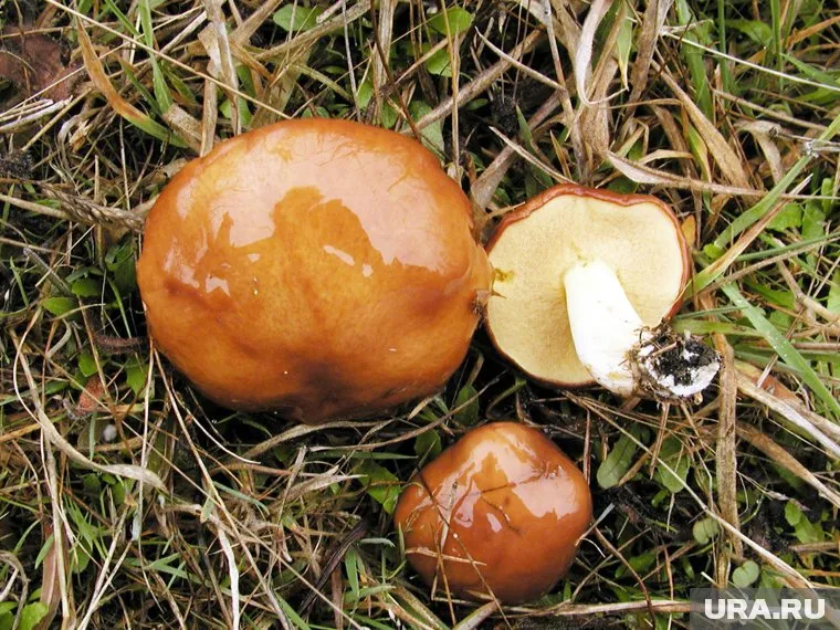 Первые маслята были уже замечены в Подмосковье