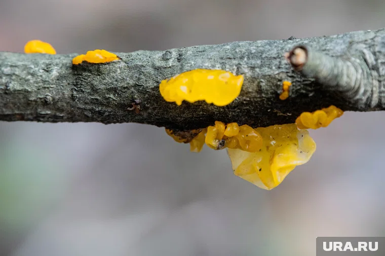 Яркий гриб когда-то считали остатками метеоритов