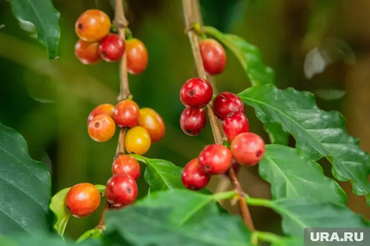 Никарагуа заинтересована увеличить поставки кофе в РФ, став площадкой для российских товаров