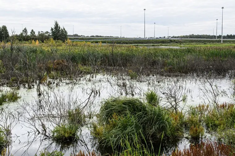 Болото у Екатеринбург-ЭКСПО. Екатеринбург