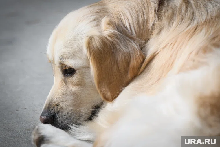 Учреждение будет отлавливать, содержать и пристраивать бездомных животных