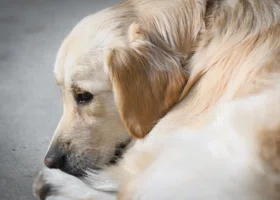 В Челябинске создали предприятие по отлову бездомных собак 