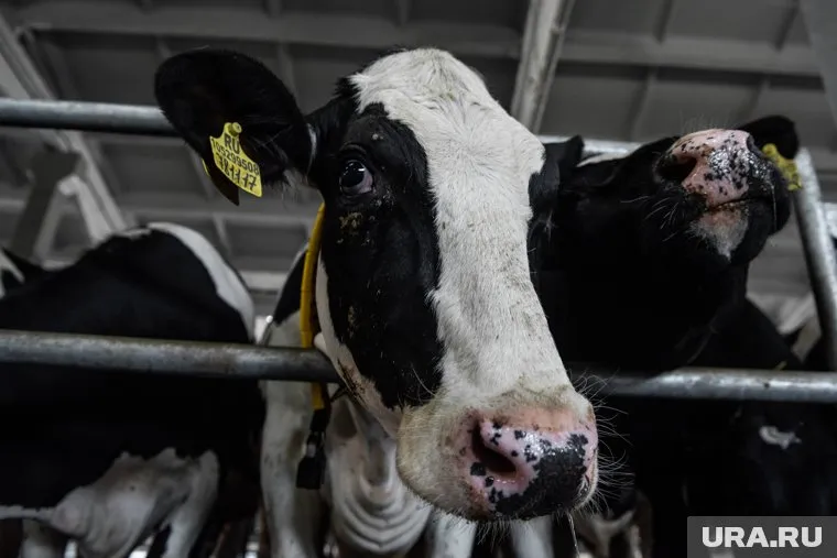 Агроиндустрия является главным источником проблемы устойчивости микробов к антибиотикам