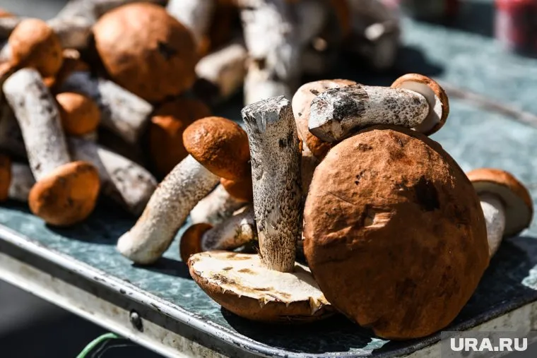 Курганцам грозит наказание за сбор краснокнижных грибов