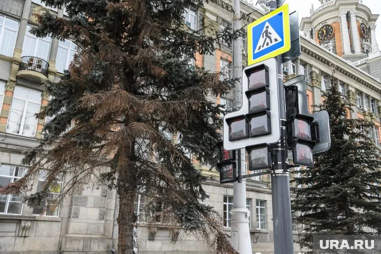 Предполагается, что замену елок возле мэрии проведут предстоящим летом