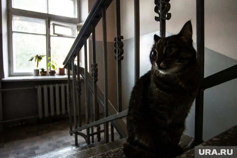 В Тюмени убежавшая кошка Кося провалилась в мусоропровод