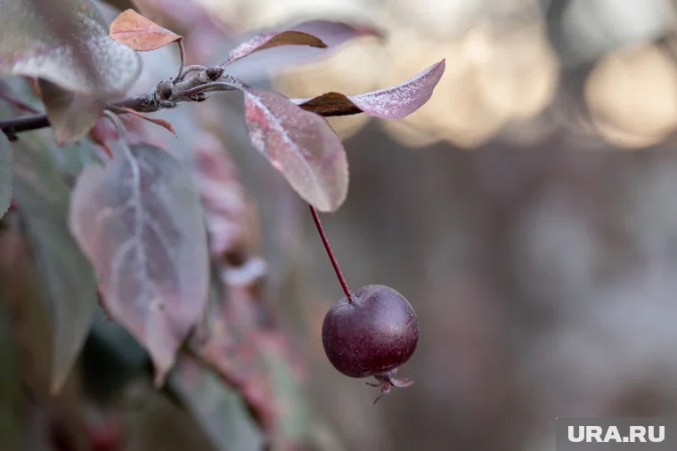 Некоторые арстения могут погибнуть без снега