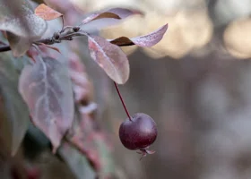 Агроном рассказал, какие растения в Тюмени могут погибнуть от морозов без снега