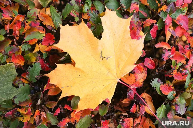 Второй осенний месяц начнется с сильного ветра