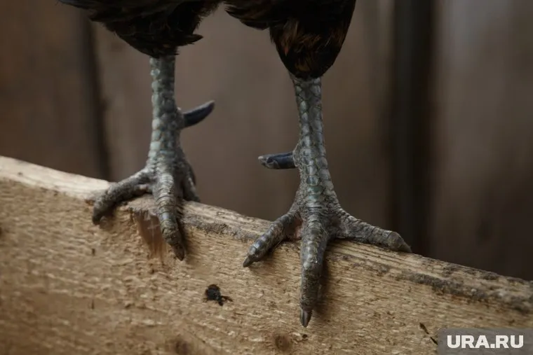 У мертвых куриц обнаружили туберкулез