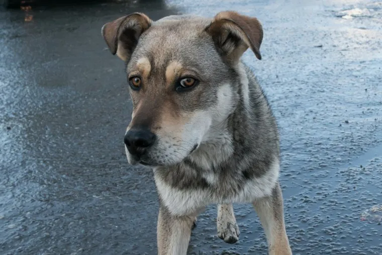 Разное. Курган