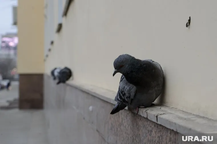 Птица сидела неподвижно, уперевшись лбом в стекло