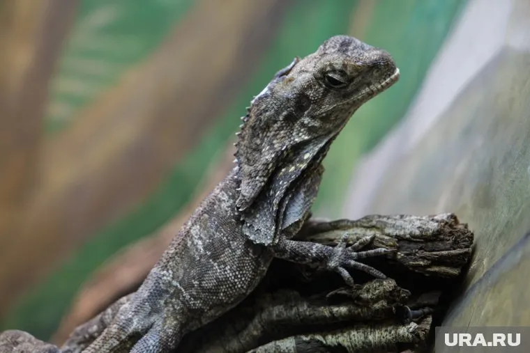 Обитателям акватеррариума придется подождать переезда