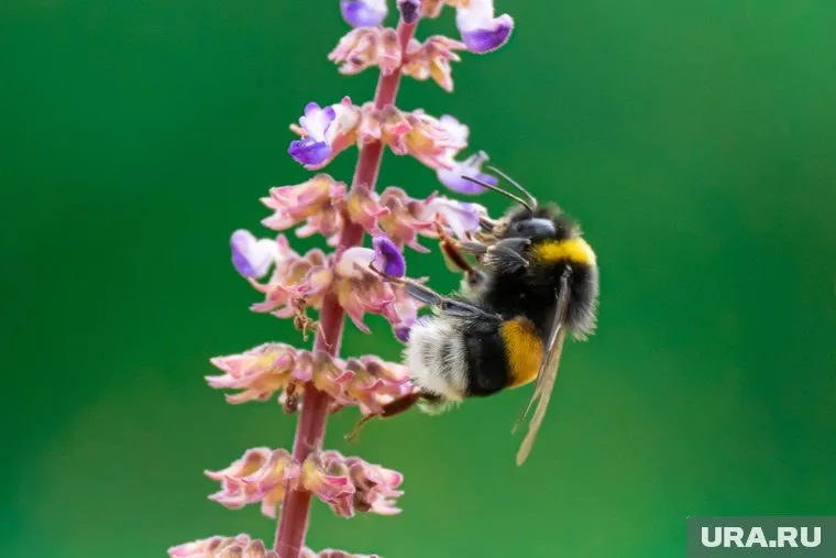  В Саду Соловьев наблюдают осенний бум шмелей