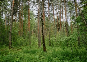 Фотография из галереи