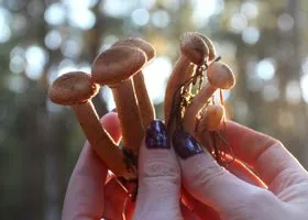 Жители Челябинской области собирают опята под снегом