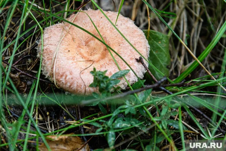 В сезон грибов тюменцы не устают посещать леса в поисках трофеев