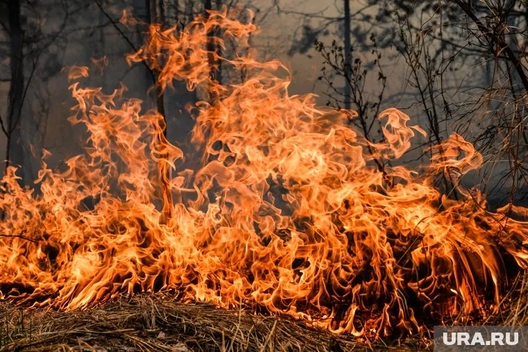 Всего за неделю было ликвидировано семь лесных пожаров