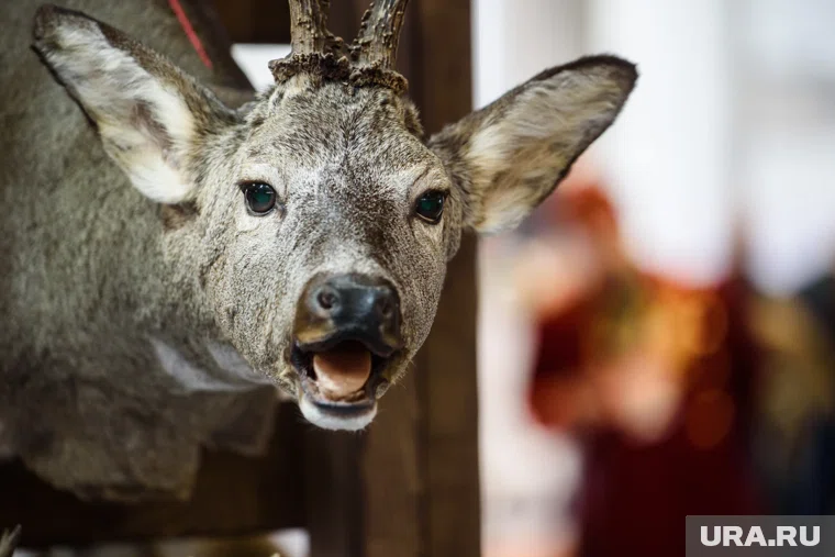 Отравление косуль стало основанием для уголовного дела в Курганской области