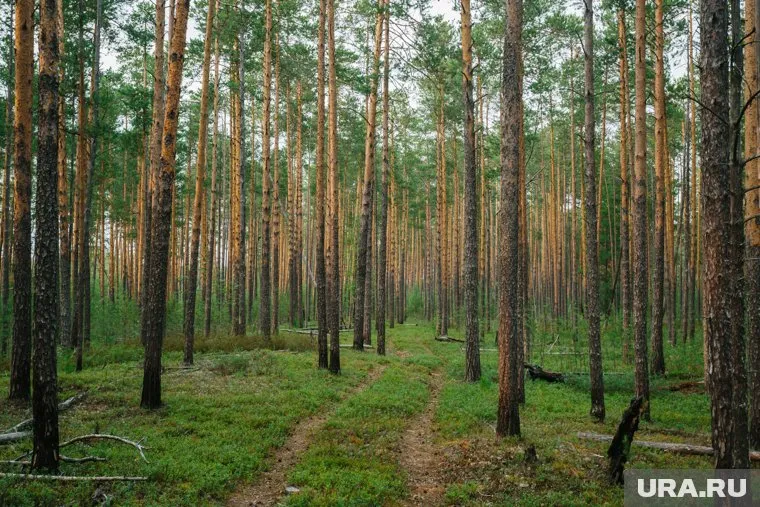 Предполагается, что для строительства объектов недвижимости будет вырублено 230 гектаров леса