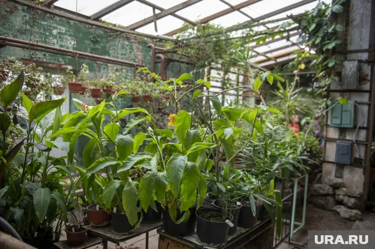 В Ботсаду находятся растения из Красной книги