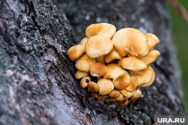 Опята можно найти в лесу даже с приходом первых холодов