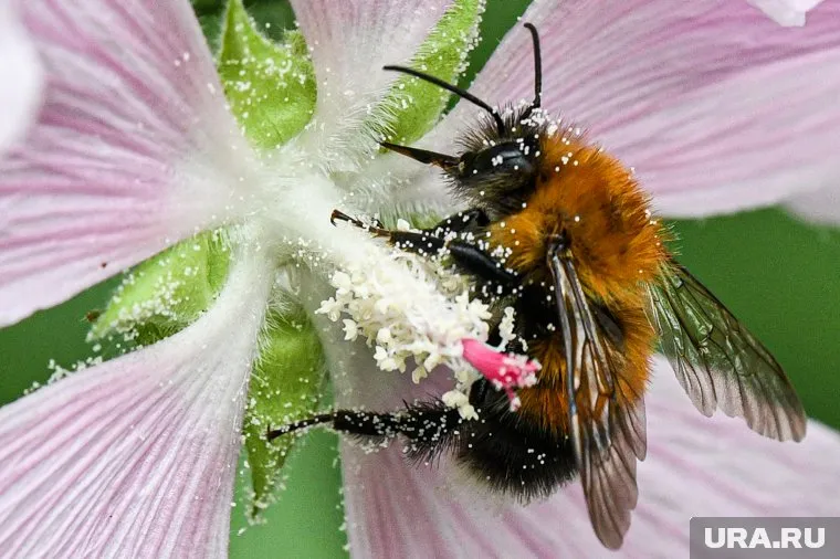 Шелкопряды могут оказать негативное влияние на урожай, заявил Александр Поляков