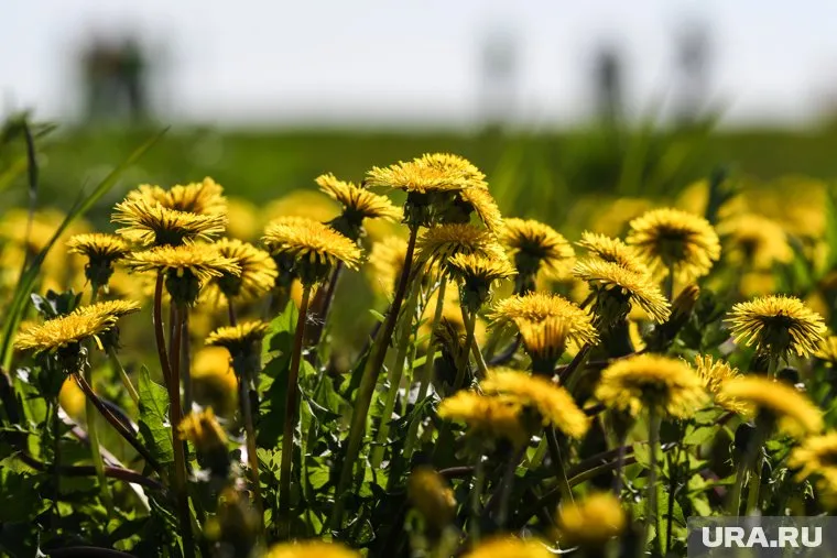 В Екатеринбурге 28 мая ожидается переменная облачность без существенных осадков, заявил синоптик