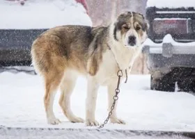 В Тюмени алабай разорвал стаю собак и загнал людей в маршрутку