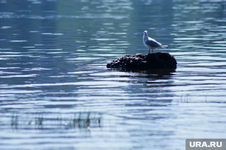 Срочная новость , заглушка, ура ру, Срочная новость