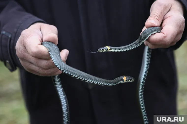 На Ямале обитают только два вида змей