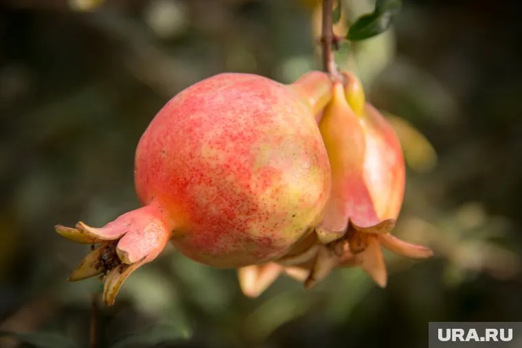 Гранат помогает уменьшить уровень холестерина в организме