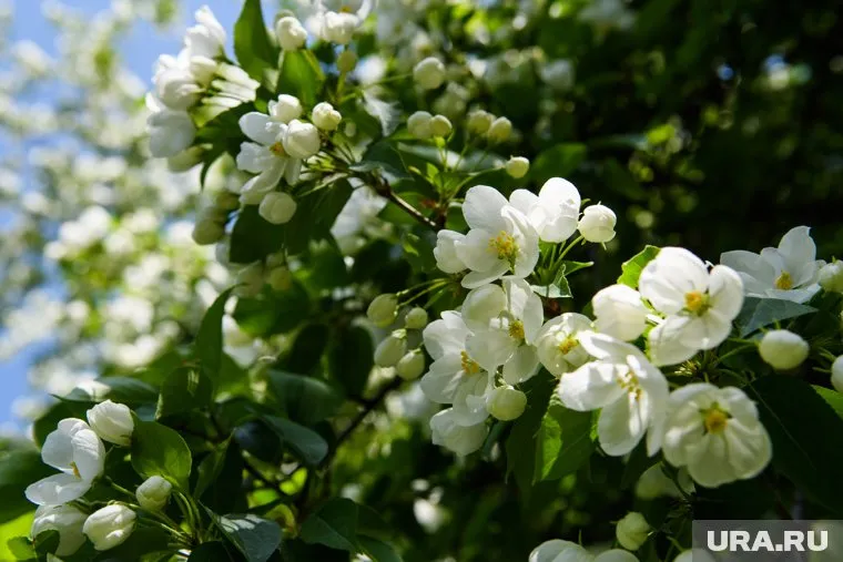К концу апреля температура воздуха будет плюс 15-17 градусов